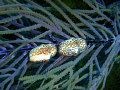   Finger tounge hanging sea branch. Taken St. Thomas USVI. branch St USVI  